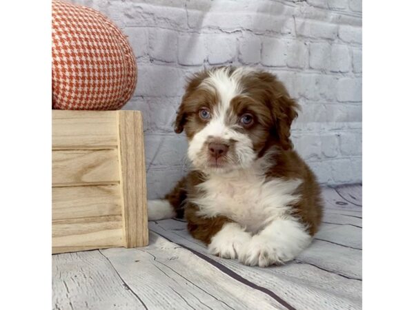 Aussiedoodle Mini DOG Male Red 15066 Petland Grove City & Columbus, Ohio