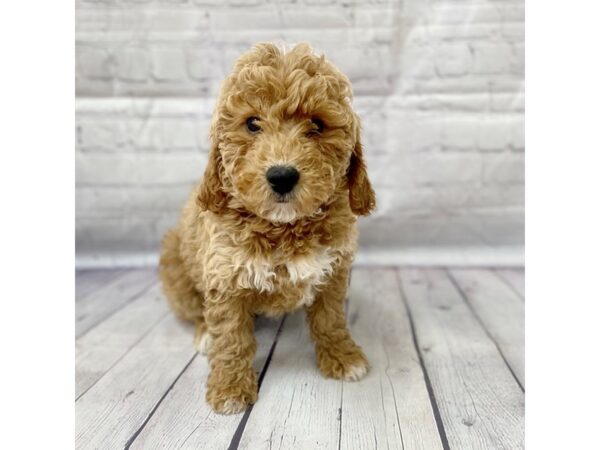 F1 B Mini Goldendoodle-DOG-Female-Golden-15090-Petland Grove City & Columbus, Ohio