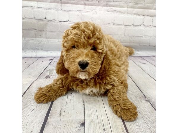 Goldendoodle-DOG-Male--15088-Petland Grove City & Columbus, Ohio