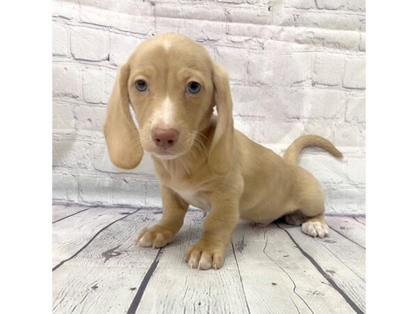 Dachshund DOG Male Cream 15086 Petland Grove City & Columbus, Ohio