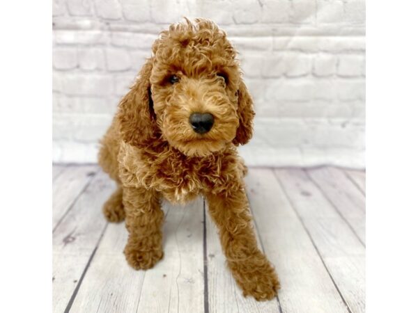 Poodle Mini-DOG-Male-Red-15085-Petland Grove City