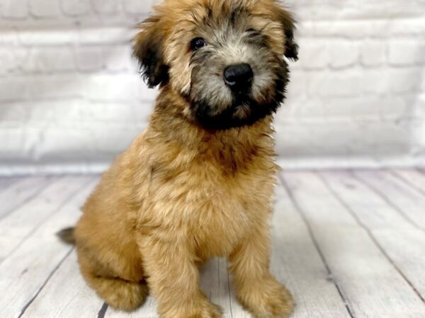 Soft Coated Wheaten Terrier DOG Female Wheaten 15084 Petland Grove City & Columbus, Ohio