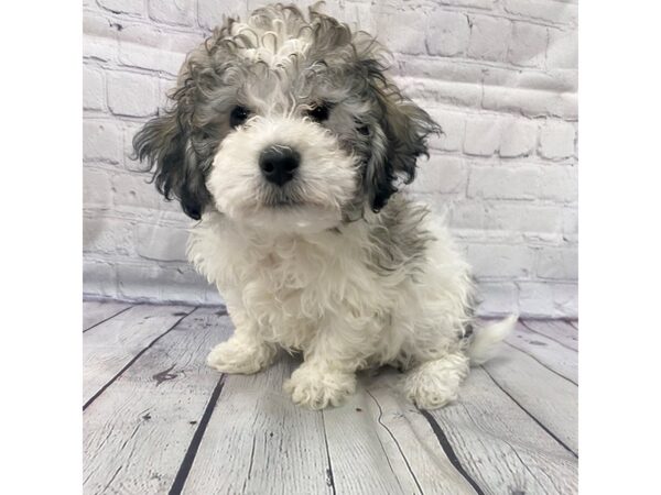 Havachon DOG Male Sable / White 15083 Petland Grove City & Columbus, Ohio