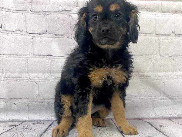 F1b Cavapoo DOG Female blk tan 15082 Petland Grove City & Columbus, Ohio