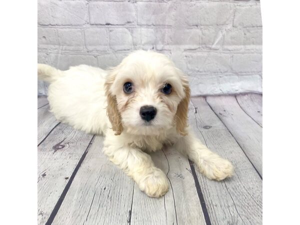 Cava Chon-DOG-Male-BLENHIEM-15081-Petland Grove City & Columbus, Ohio