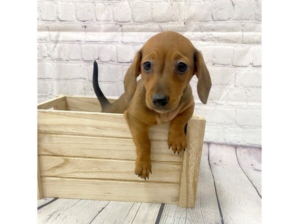 Dachshund-DOG-Female-RED-15080-Petland Grove City & Columbus, Ohio