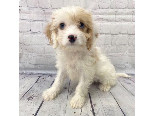 Cava Chon-DOG-Male-BLENHIEM-15078-Petland Grove City & Columbus, Ohio