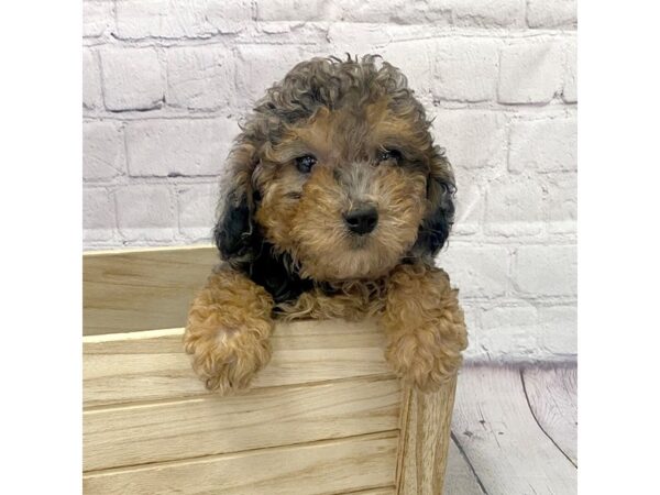 Miniature Poodle DOG Female blue merle 15077 Petland Grove City & Columbus, Ohio