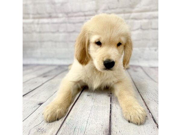 Golden Retriever DOG Male Gold 15075 Petland Grove City & Columbus, Ohio