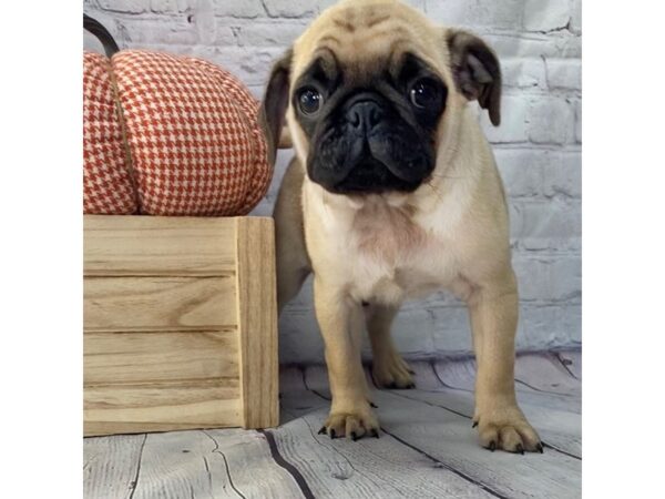 Pug-DOG-Male-Fawn-15068-Petland Grove City & Columbus, Ohio