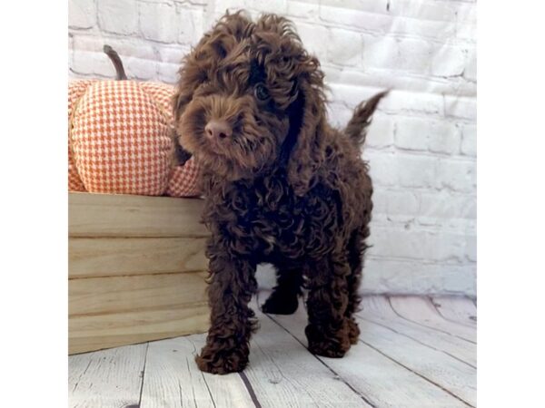 Cock A Poo 2nd Gen-DOG-Male-Chocolate-15072-Petland Grove City & Columbus, Ohio