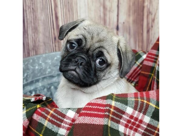 Pug DOG Male Fawn 15107 Petland Grove City & Columbus, Ohio