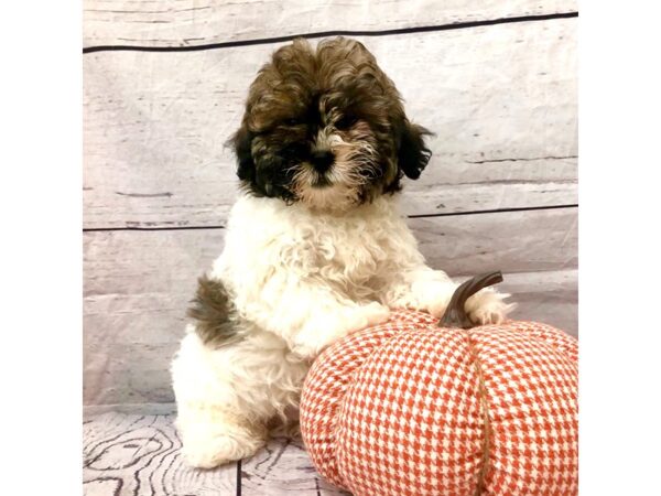 Shihpoo-DOG-Male--15074-Petland Grove City & Columbus, Ohio