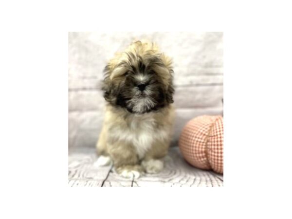 Teddy DOG Male BROWN WHITE 15076 Petland Grove City & Columbus, Ohio