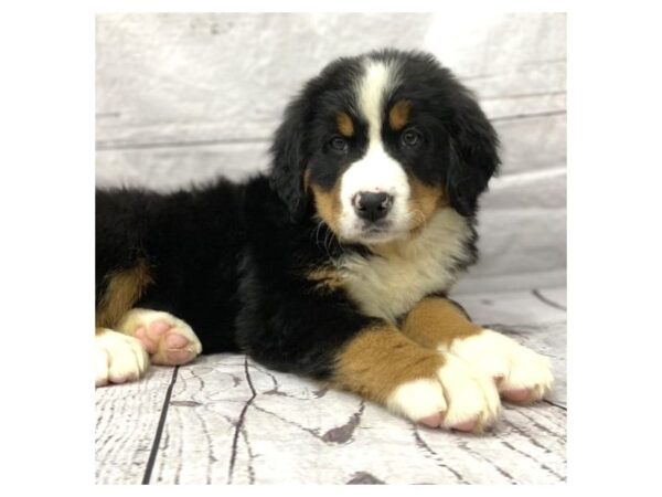 Bernese Mountain Dog DOG Female 15102 Petland Grove City & Columbus, Ohio