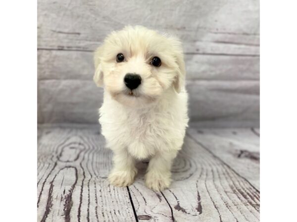 Bichon Frise-DOG-Male-WH-15095-Petland Grove City & Columbus, Ohio