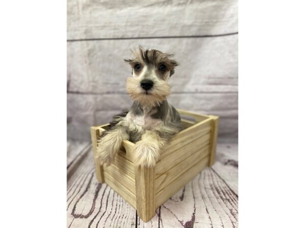 Miniature Schnauzer-DOG-Male-BLUE MERLE-15100-Petland Grove City & Columbus, Ohio