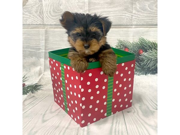 Yorkshire Terrier-DOG-Male-Black / Tan-15106-Petland Grove City