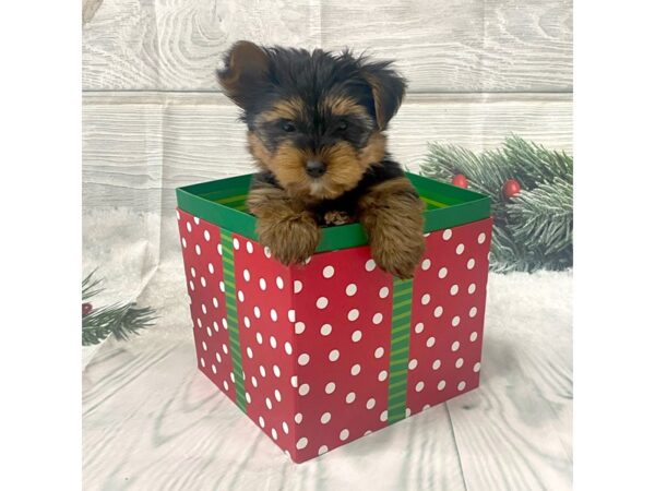 Yorkshire Terrier DOG Male Black / Tan 15106 Petland Grove City & Columbus, Ohio