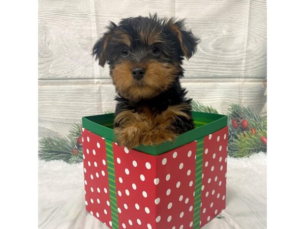 Silky Terrier DOG Male Black / Tan 15105 Petland Grove City