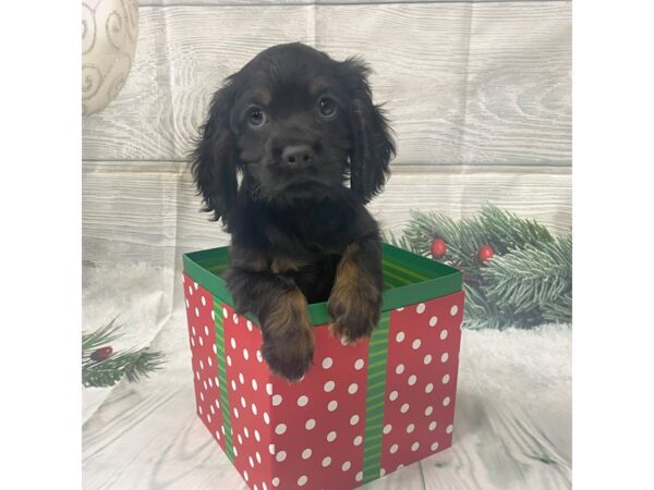 Cocker Spaniel DOG Male Black / Tan 15104 Petland Grove City & Columbus, Ohio