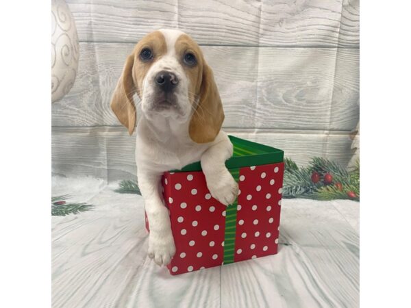 Beagle-DOG-Male--15103-Petland Grove City & Columbus, Ohio