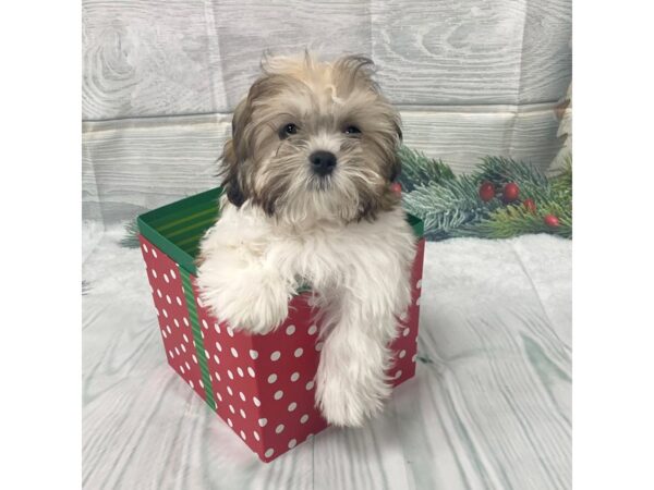 Teddy Bear-DOG-Male-Gold / White-15067-Petland Grove City