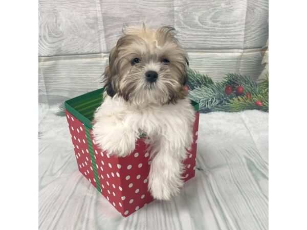 Teddy Bear DOG Male Gold / White 15067 Petland Grove City & Columbus, Ohio