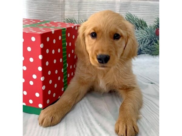Golden Retriever-DOG-Female--15114-Petland Grove City & Columbus, Ohio