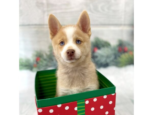 Pomsky-DOG-Male-Red / White-15112-Petland Grove City