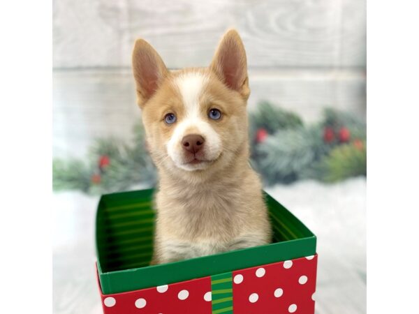 Pomsky DOG Male Red / White 15112 Petland Grove City & Columbus, Ohio