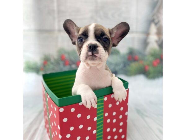 French Bulldog-DOG-Female-Fawn-15111-Petland Grove City & Columbus, Ohio