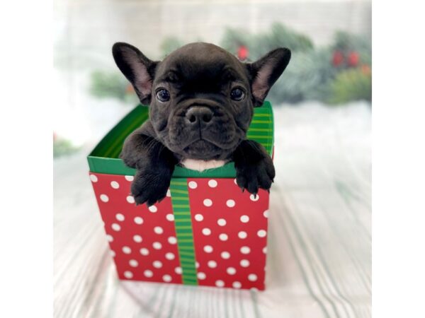 French Bulldog DOG Male Black 15110 Petland Grove City & Columbus, Ohio