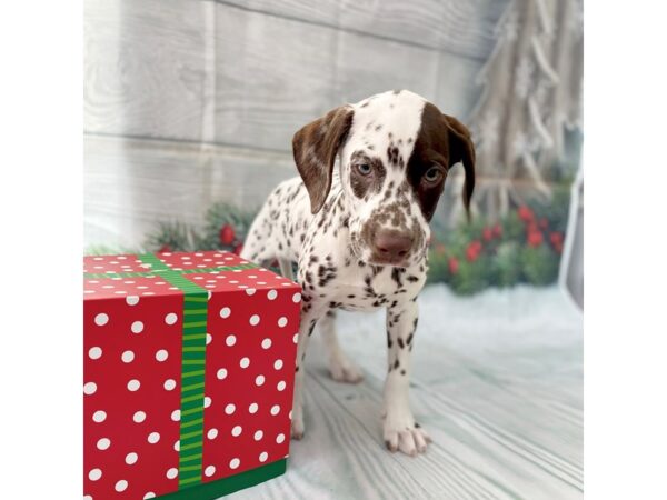 Dalmatian-DOG-Male-Liver / White-15109-Petland Grove City & Columbus, Ohio