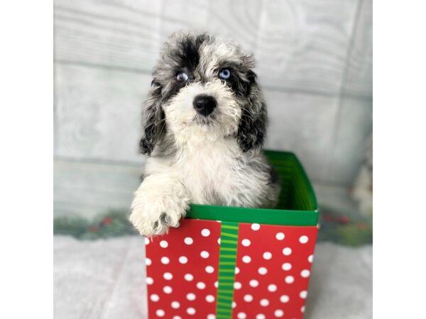 Mini Sheepadoodle DOG Female Merle 15123 Petland Grove City & Columbus, Ohio