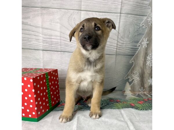 German Shepherd Mix-DOG-Male-Sable-15121-Petland Grove City & Columbus, Ohio