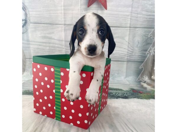 Dachshund-DOG-Male-Black / Tan-15120-Petland Grove City