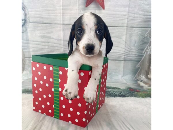 Dachshund DOG Male Black / Tan 15120 Petland Grove City & Columbus, Ohio