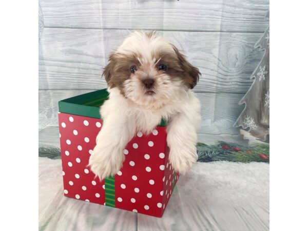 Shih Tzu DOG Female Gold / White 15119 Petland Grove City & Columbus, Ohio