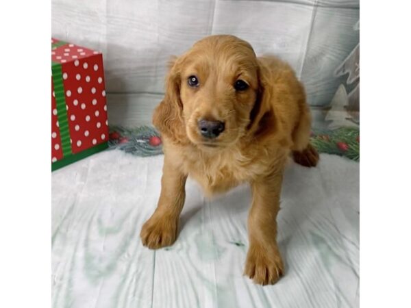 Goldendoodle DOG Female Red 15115 Petland Grove City & Columbus, Ohio