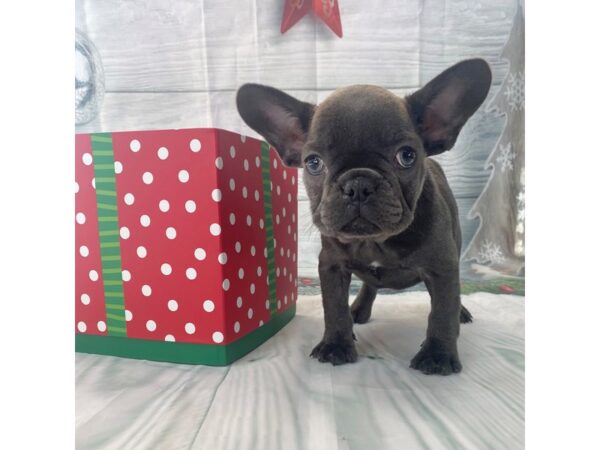 French Bulldog DOG Female Blue 15117 Petland Grove City & Columbus, Ohio