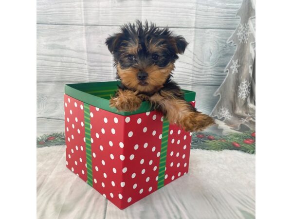 Yorkshire Terrier-DOG-Male-Black / Tan-15118-Petland Grove City