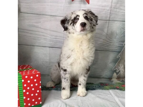 Australian Shepherd DOG Male Blue Merle 15108 Petland Grove City & Columbus, Ohio