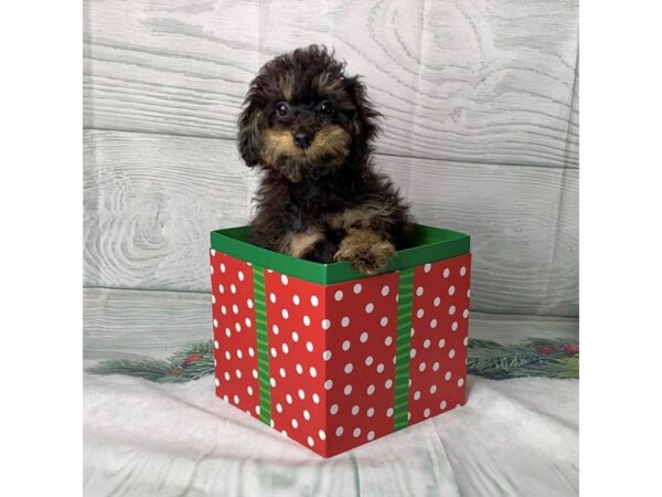 Poodle DOG Male Black / Tan 15094 Petland Grove City & Columbus, Ohio