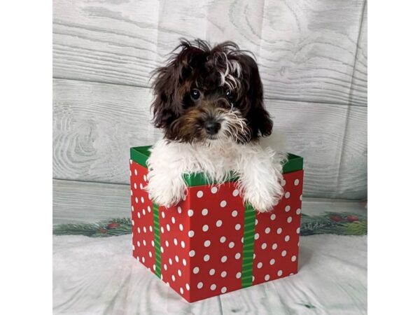 Maltipoo DOG Male Black / White 15093 Petland Grove City & Columbus, Ohio