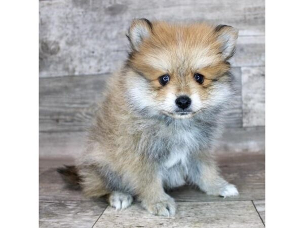 Pomeranian-DOG-Male-Orange Sable-15124-Petland Grove City & Columbus, Ohio