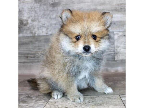 Pomeranian DOG Male Orange Sable 15124 Petland Grove City & Columbus, Ohio