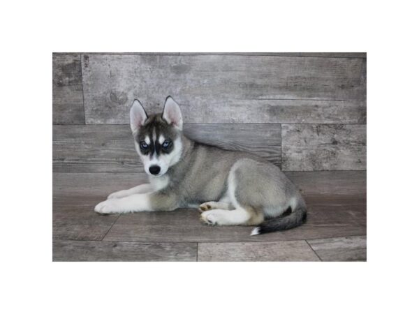 Siberian Husky DOG Male Gray / White 15125 Petland Grove City & Columbus, Ohio