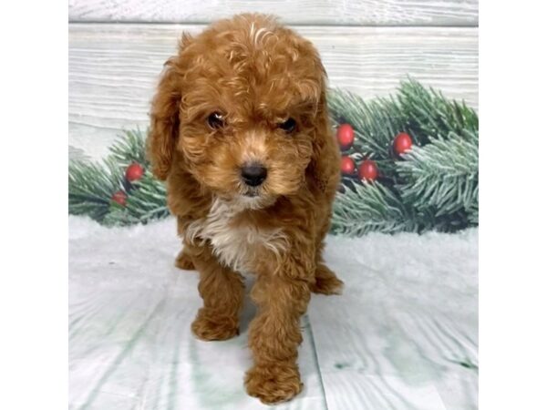 Cavapoo DOG Male 15129 Petland Grove City & Columbus, Ohio