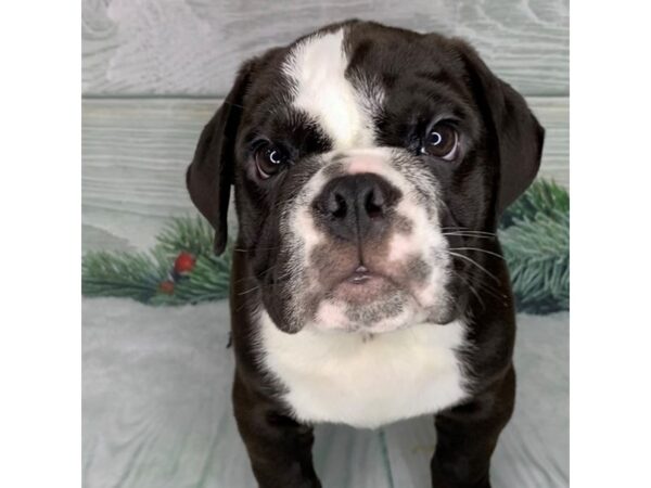 Mini Bulldog DOG Male 15127 Petland Grove City & Columbus, Ohio